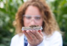 Pourquoi les consommateurs privilégient-ils la culture plutôt que le simple taux de CBD ?