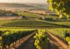 Vendanges précoces : la chaleur record bouleverse le calendrier des vignerons français Rangs de vignes dorées avec grappes de raisin mûres prêtes pour des vendanges précoces en France