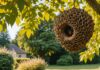 Frelons asiatiques : la vigilance s’intensifie avant l’automne Nid de frelons asiatiques accroché à une branche dans un jardin en fin d'été