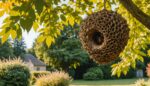 Nid de frelons asiatiques accroché à une branche dans un jardin en fin d'été
