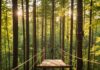 Accrobranche : ce que garantit vraiment la norme de sécurité des parcs aventure Parcours accrobranche avec baudrier et mousquetons de sécurité dans une forêt