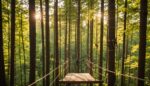 Parcours accrobranche avec baudrier et mousquetons de sécurité dans une forêt