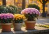 Toussaint : pourquoi le chrysanthème, et comment bien choisir sa plante pour le cimetière Pots de chrysanthèmes et de cyclamens en extérieur à l'automne, illustration générée par IA