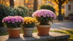 Pots de chrysanthèmes et de cyclamens en extérieur à l'automne, illustration générée par IA